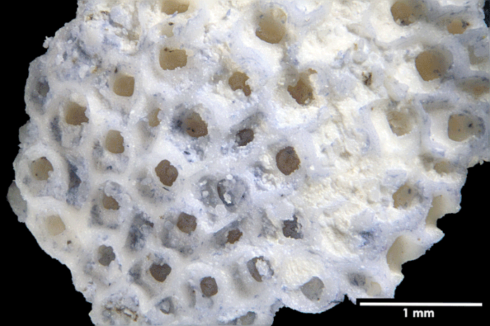 Senckenberg, Bryozoa, Bryozoen, Moostierchen, Sammlung Voigt