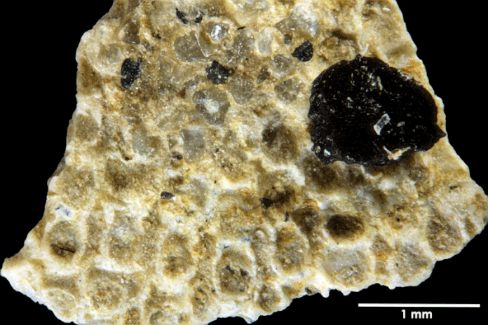 Senckenberg, Bryozoa, Bryozoen, Moostierchen, Sammlung Voigt