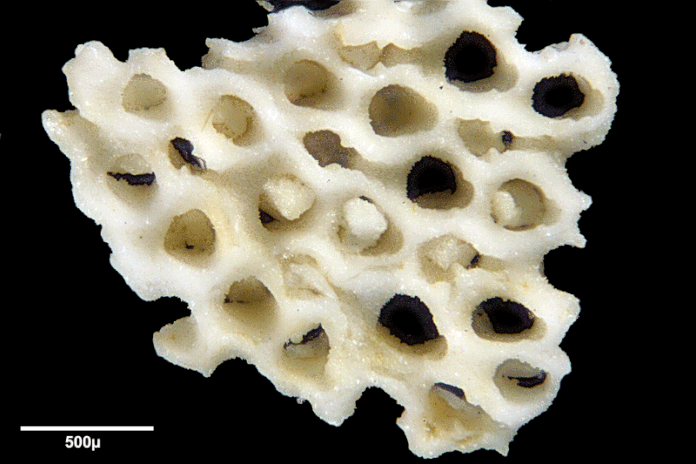 Senckenberg, Bryozoa, Bryozoen, Moostierchen, Sammlung Voigt