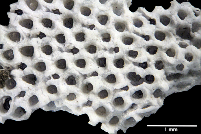 Senckenberg, Bryozoa, Bryozoen, Moostierchen, Sammlung Voigt