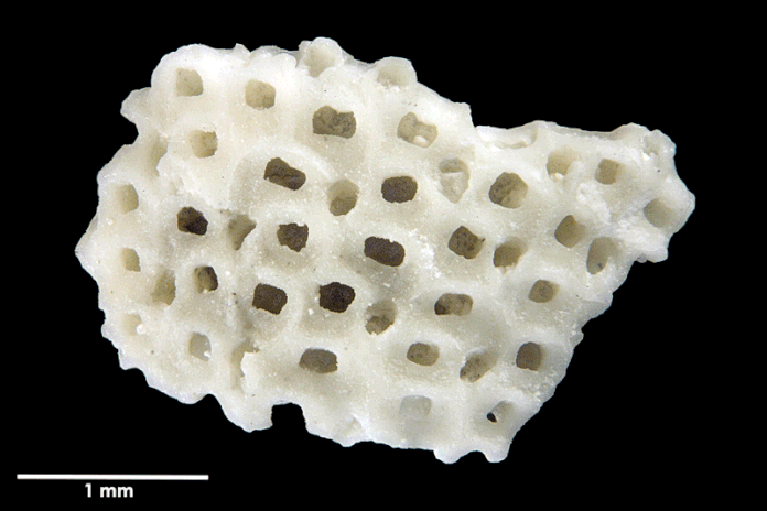 Senckenberg, Bryozoa, Bryozoen, Moostierchen, Sammlung Voigt