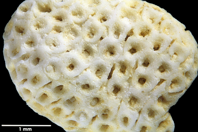 Senckenberg, Bryozoa, Bryozoen, Moostierchen, Sammlung Voigt