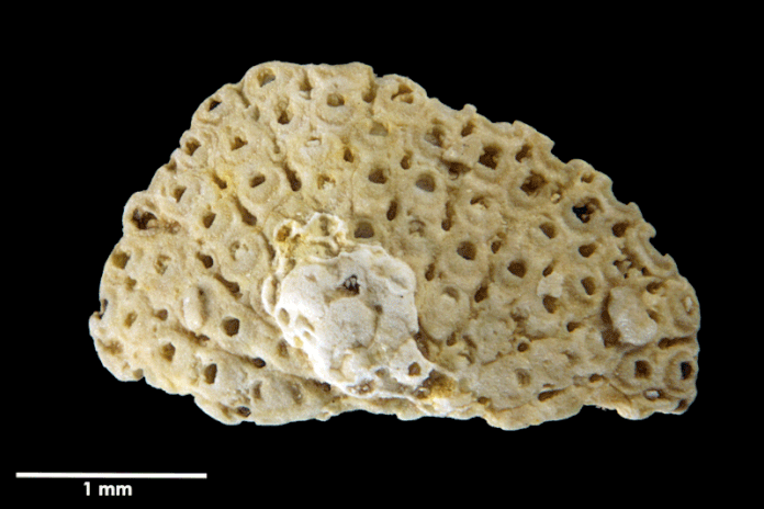 Senckenberg, Bryozoa, Bryozoen, Moostierchen, Sammlung Voigt