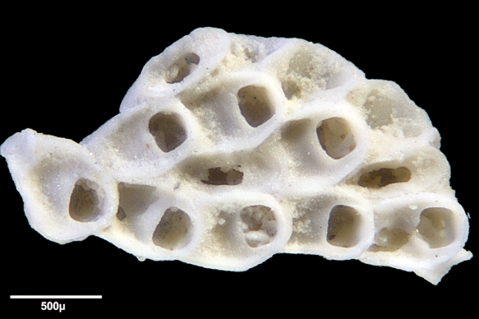 Senckenberg, Bryozoa, Bryozoen, Moostierchen, Sammlung Voigt