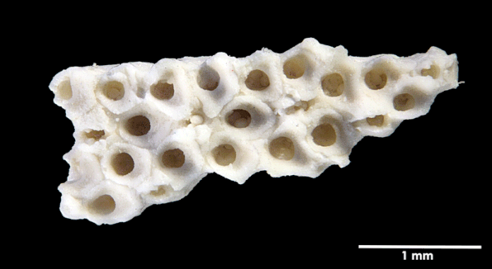 Senckenberg, Bryozoa, Bryozoen, Moostierchen, Sammlung Voigt