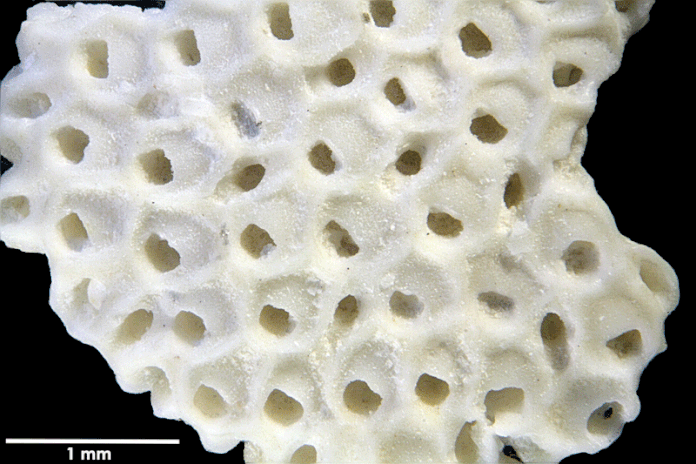 Senckenberg, Bryozoa, Bryozoen, Moostierchen, Sammlung Voigt