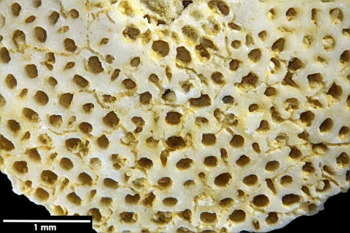 Senckenberg, Bryozoa, Bryozoen, Moostierchen, Sammlung Voigt