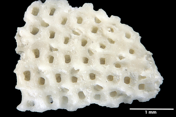 Senckenberg, Bryozoa, Bryozoen, Moostierchen, Sammlung Voigt