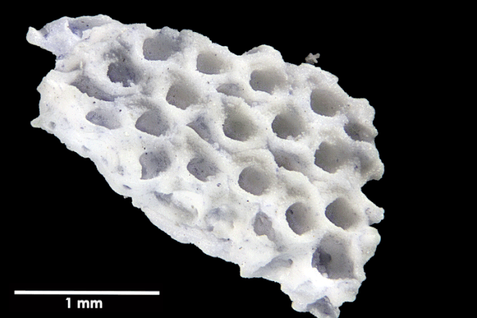 Senckenberg, Bryozoa, Bryozoen, Moostierchen, Sammlung Voigt