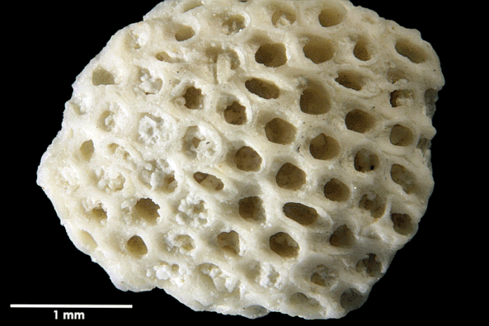 Senckenberg, Bryozoa, Bryozoen, Moostierchen, Sammlung Voigt