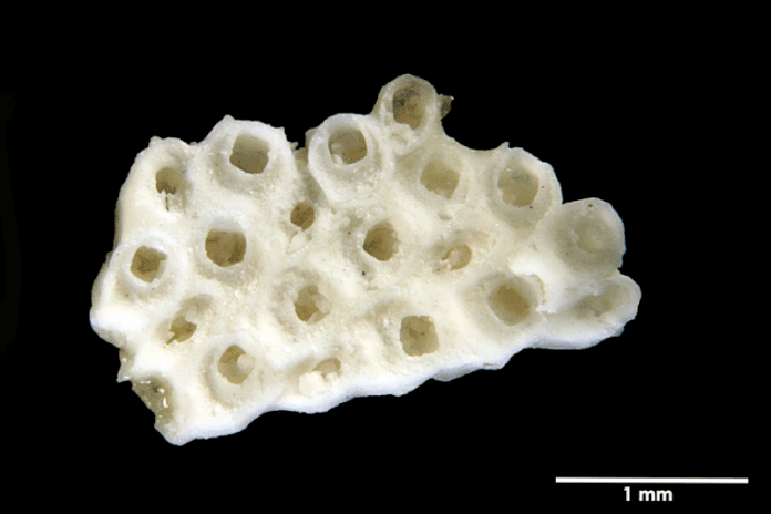 Senckenberg, Bryozoa, Bryozoen, Moostierchen, Sammlung Voigt