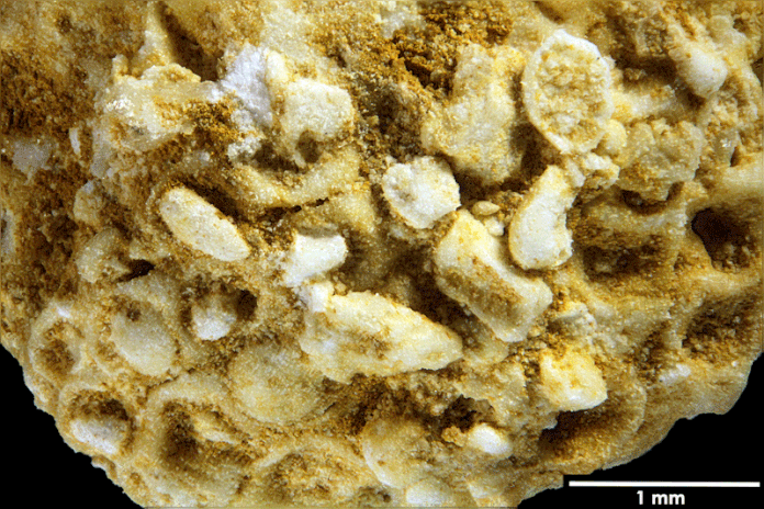 Senckenberg, Bryozoa, Bryozoen, Moostierchen, Sammlung Voigt