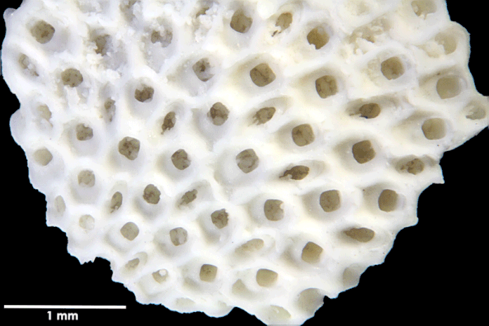 Senckenberg, Bryozoa, Bryozoen, Moostierchen, Sammlung Voigt