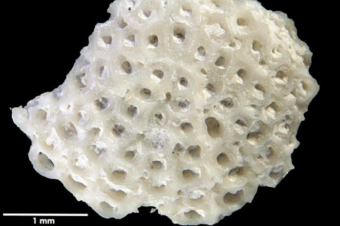 Senckenberg, Bryozoa, Bryozoen, Moostierchen, Sammlung Voigt