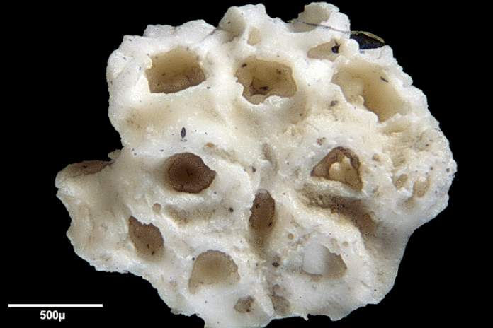 Senckenberg, Bryozoa, Bryozoen, Moostierchen, Sammlung Voigt