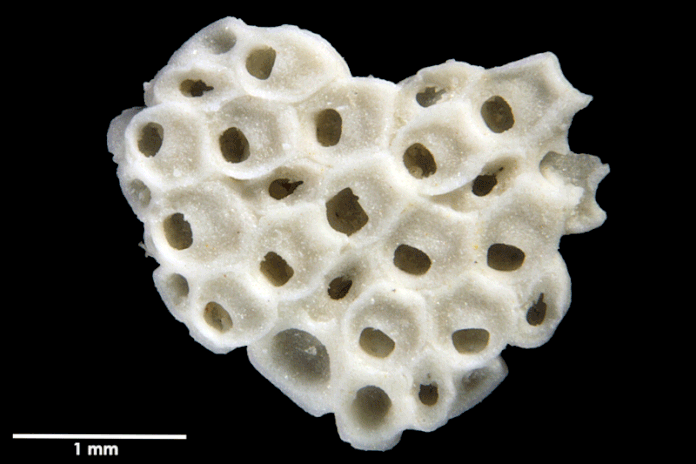 Senckenberg, Bryozoa, Bryozoen, Moostierchen, Sammlung Voigt