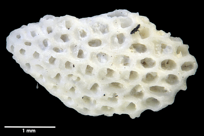 Senckenberg, Bryozoa, Bryozoen, Moostierchen, Sammlung Voigt