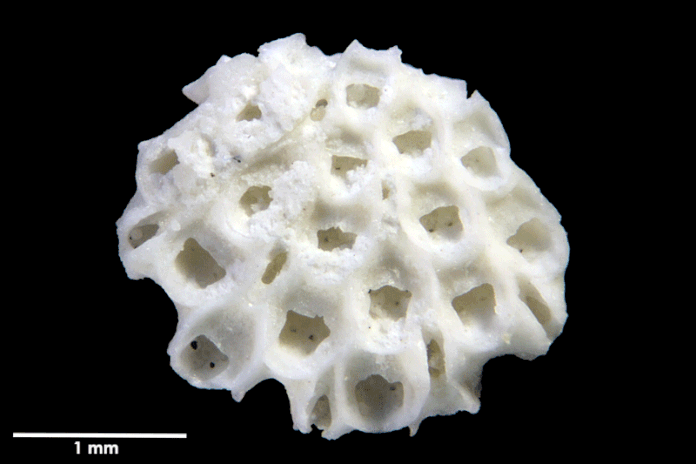 Senckenberg, Bryozoa, Bryozoen, Moostierchen, Sammlung Voigt