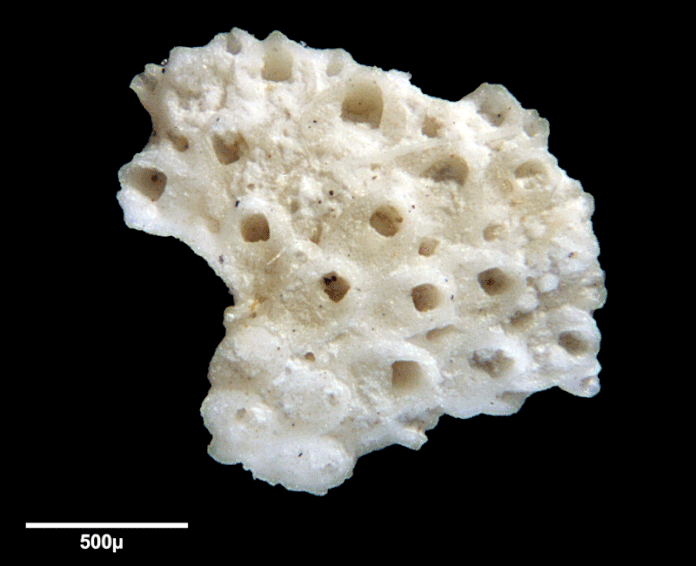 Senckenberg, Bryozoa, Bryozoen, Moostierchen, Sammlung Voigt