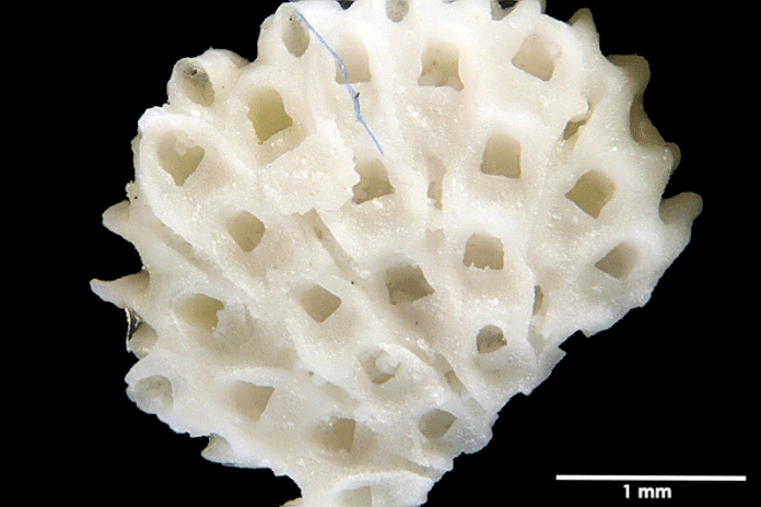 Senckenberg, Bryozoa, Bryozoen, Moostierchen, Sammlung Voigt