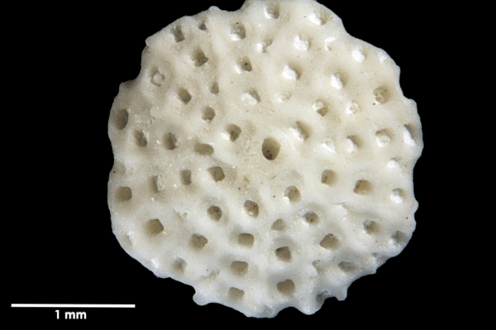 Senckenberg, Bryozoa, Bryozoen, Moostierchen, Sammlung Voigt