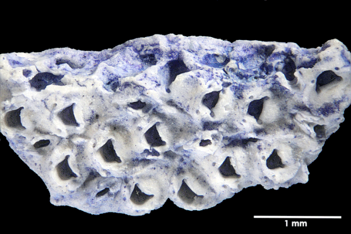 Senckenberg, Bryozoa, Bryozoen, Moostierchen, Sammlung Voigt