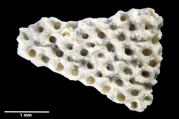 Senckenberg, Bryozoa, Bryozoen, Moostierchen, Sammlung Voigt