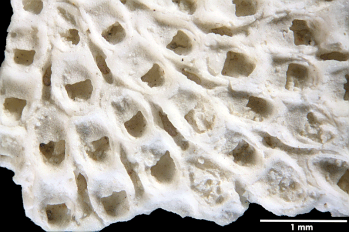 Senckenberg, Bryozoa, Bryozoen, Moostierchen, Sammlung Voigt