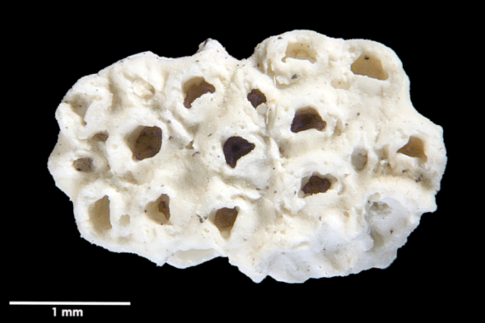 Senckenberg, Bryozoa, Bryozoen, Moostierchen, Sammlung Voigt