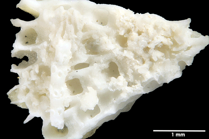 Senckenberg, Bryozoa, Bryozoen, Moostierchen, Sammlung Voigt