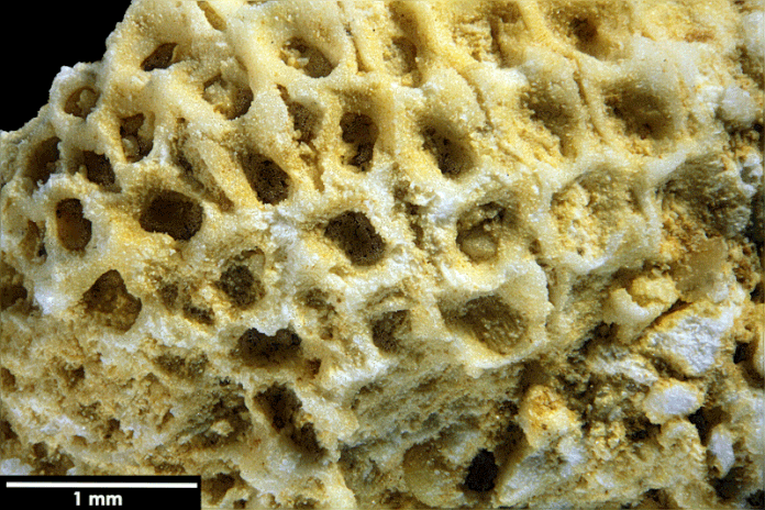 Senckenberg, Bryozoa, Bryozoen, Moostierchen, Sammlung Voigt