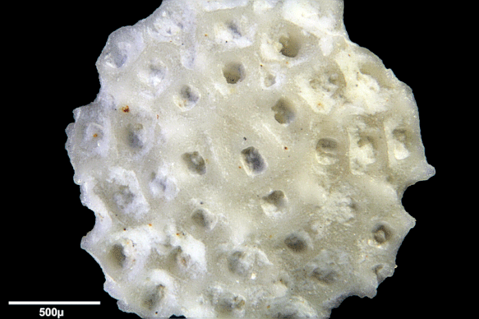 Senckenberg, Bryozoa, Bryozoen, Moostierchen, Sammlung Voigt