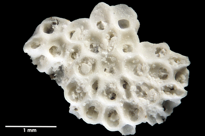 Senckenberg, Bryozoa, Bryozoen, Moostierchen, Sammlung Voigt