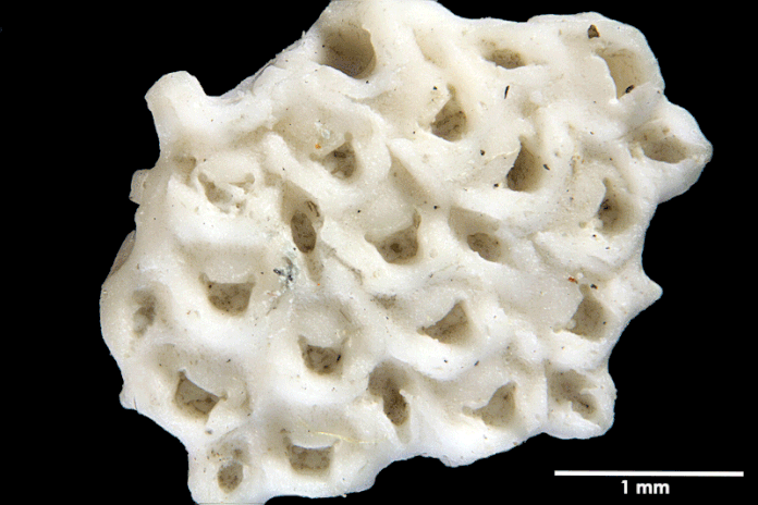 Senckenberg, Bryozoa, Bryozoen, Moostierchen, Sammlung Voigt