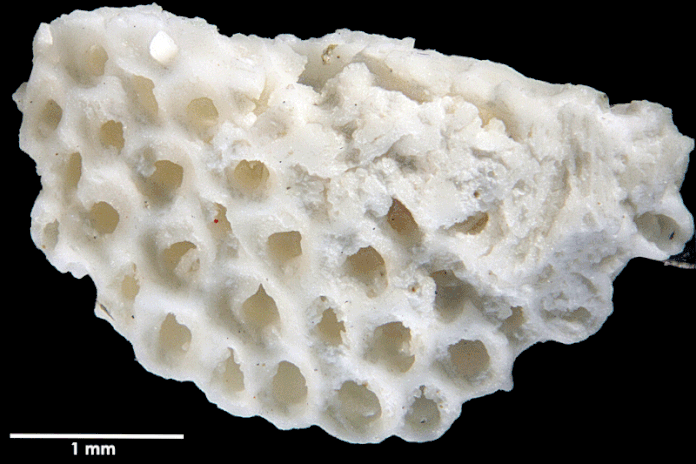 Senckenberg, Bryozoa, Bryozoen, Moostierchen, Sammlung Voigt