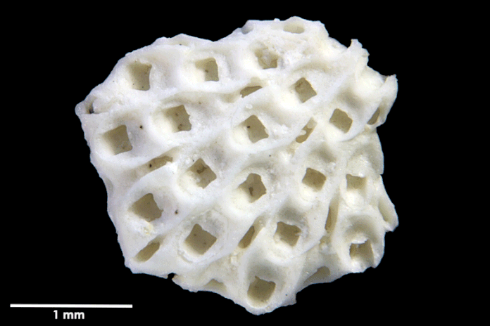 Senckenberg, Bryozoa, Bryozoen, Moostierchen, Sammlung Voigt