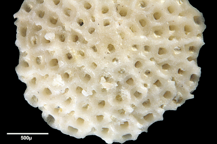 Senckenberg, Bryozoa, Bryozoen, Moostierchen, Sammlung Voigt