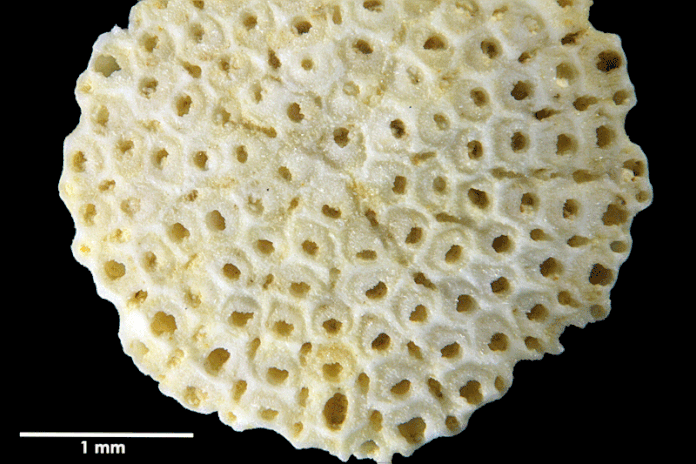 Senckenberg, Bryozoa, Bryozoen, Moostierchen, Sammlung Voigt