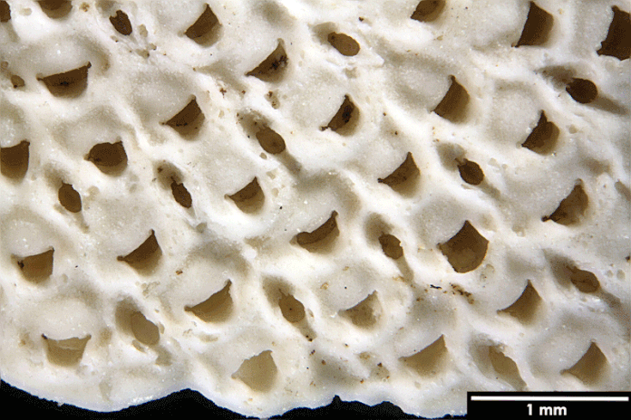 Senckenberg, Bryozoa, Bryozoen, Moostierchen, Sammlung Voigt