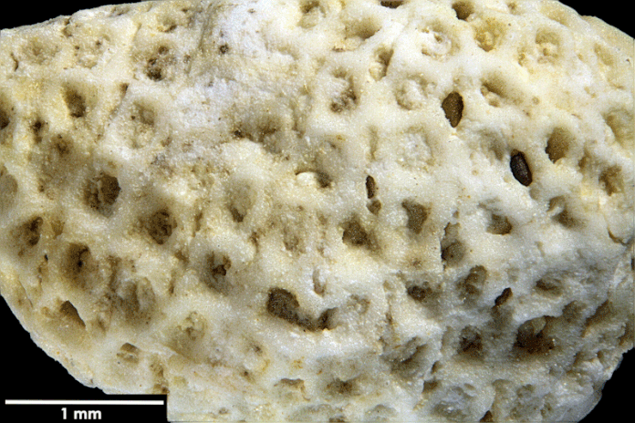 Senckenberg, Bryozoa, Bryozoen, Moostierchen, Sammlung Voigt