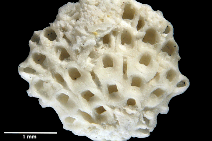 Senckenberg, Bryozoa, Bryozoen, Moostierchen, Sammlung Voigt