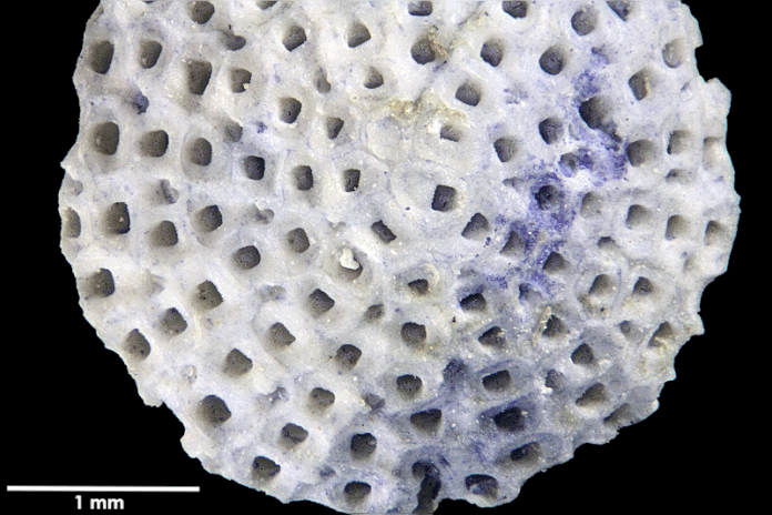 Senckenberg, Bryozoa, Bryozoen, Moostierchen, Sammlung Voigt