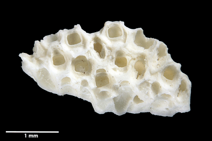 Senckenberg, Bryozoa, Bryozoen, Moostierchen, Sammlung Voigt