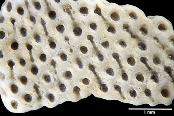 Senckenberg, Bryozoa, Bryozoen, Moostierchen, Sammlung Voigt