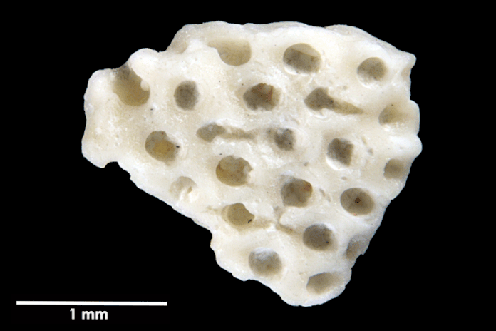 Senckenberg, Bryozoa, Bryozoen, Moostierchen, Sammlung Voigt