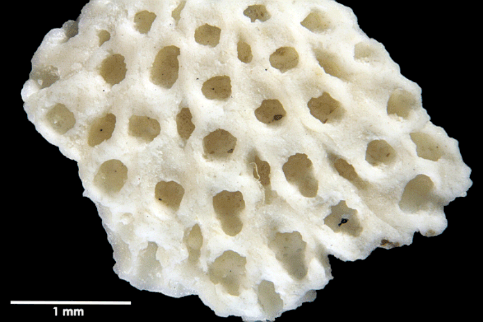 Senckenberg, Bryozoa, Bryozoen, Moostierchen, Sammlung Voigt