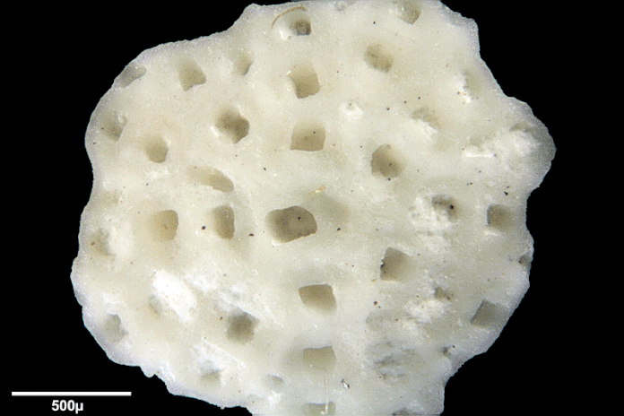 Senckenberg, Bryozoa, Bryozoen, Moostierchen, Sammlung Voigt