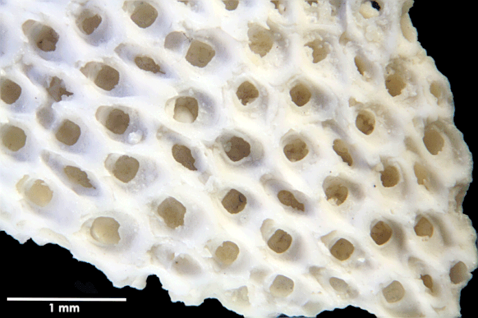 Senckenberg, Bryozoa, Bryozoen, Moostierchen, Sammlung Voigt