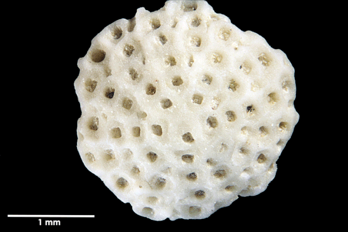 Senckenberg, Bryozoa, Bryozoen, Moostierchen, Sammlung Voigt