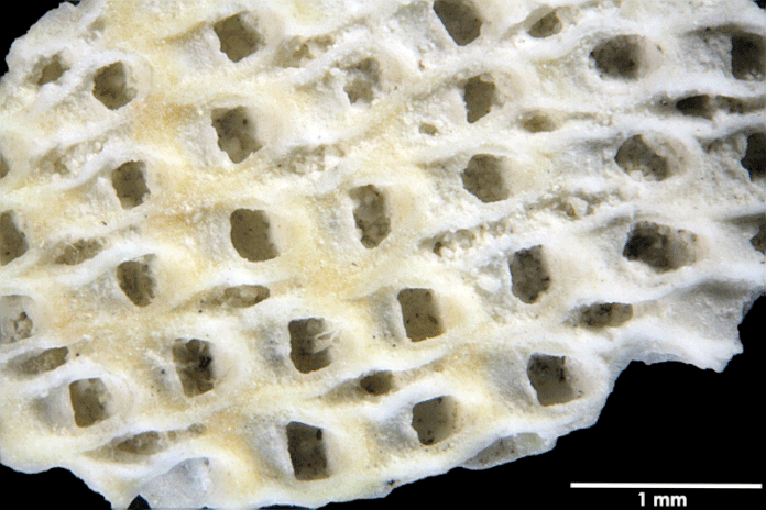 Senckenberg, Bryozoa, Bryozoen, Moostierchen, Sammlung Voigt